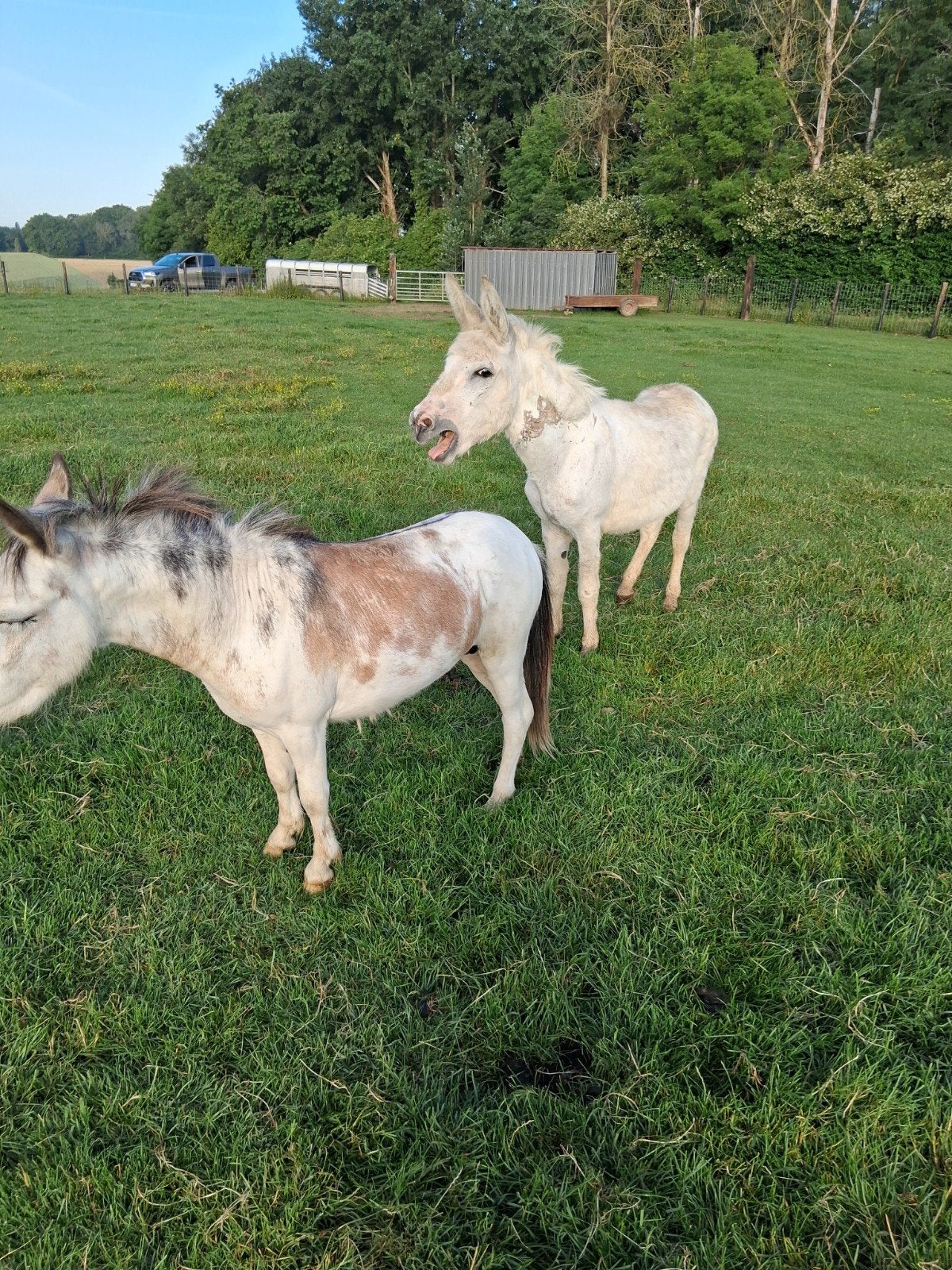 twee ezel hengste, Animaux & Accessoires