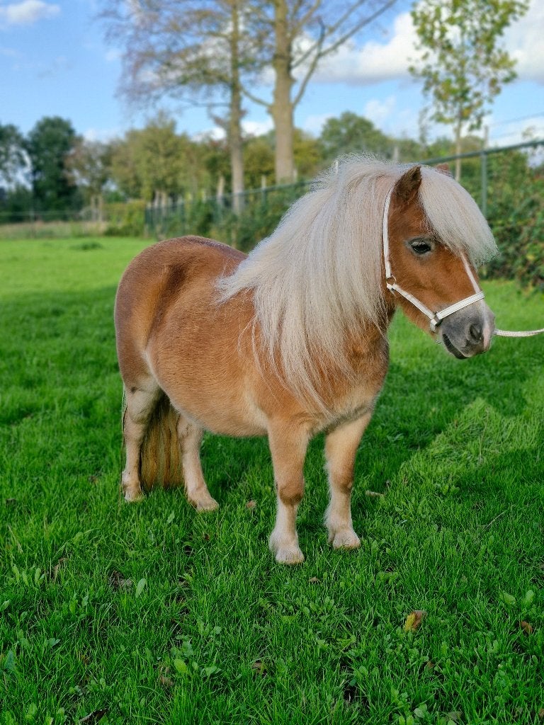 4 jarige dragende mini shetlander / haflinger in het klein, Dieren en Toebehoren, Merrie, Met stamboom, Niet van toepassing, A pony (tot 1.17m)