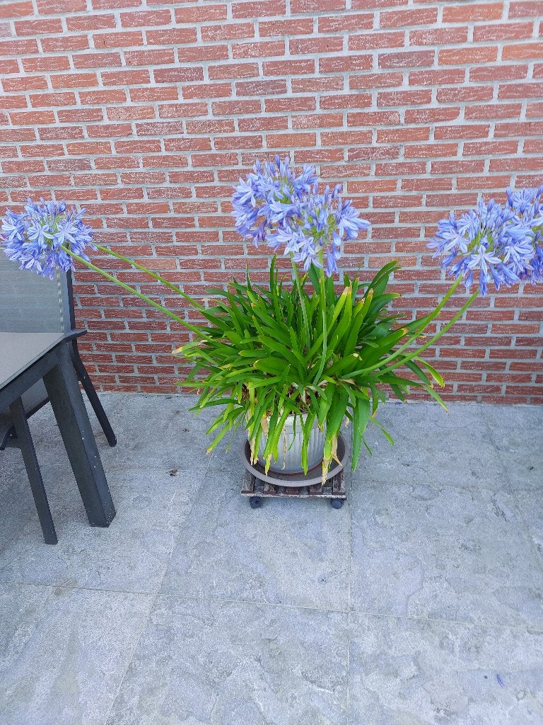 agaphantus, Ophalen, Vaste plant