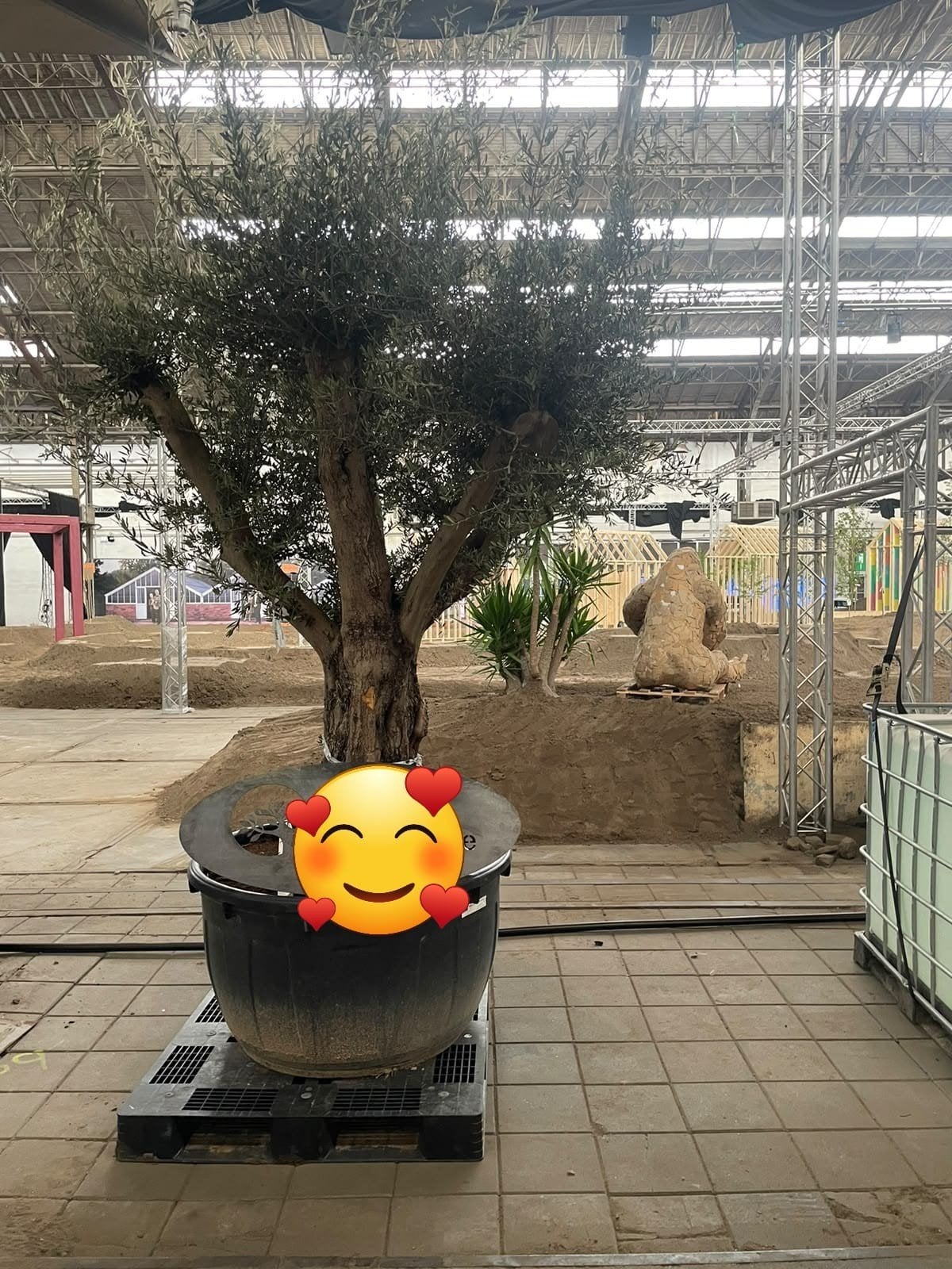 ‼️olijfbomen olea europaea aan stuntprijzen ‼️, Tuin en Terras, Ophalen