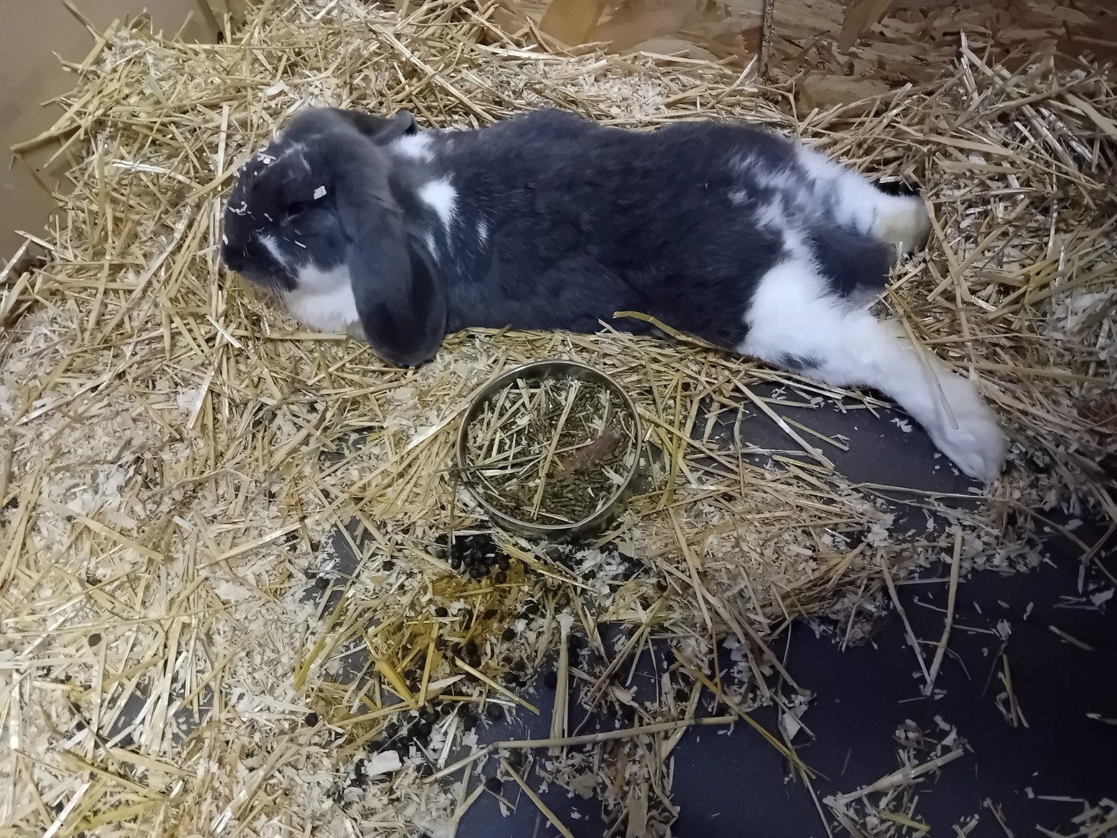 nestje Franse hangoren te reserveren, Plusieurs animaux, Grand, Oreilles tombantes, 0 à 2 ans