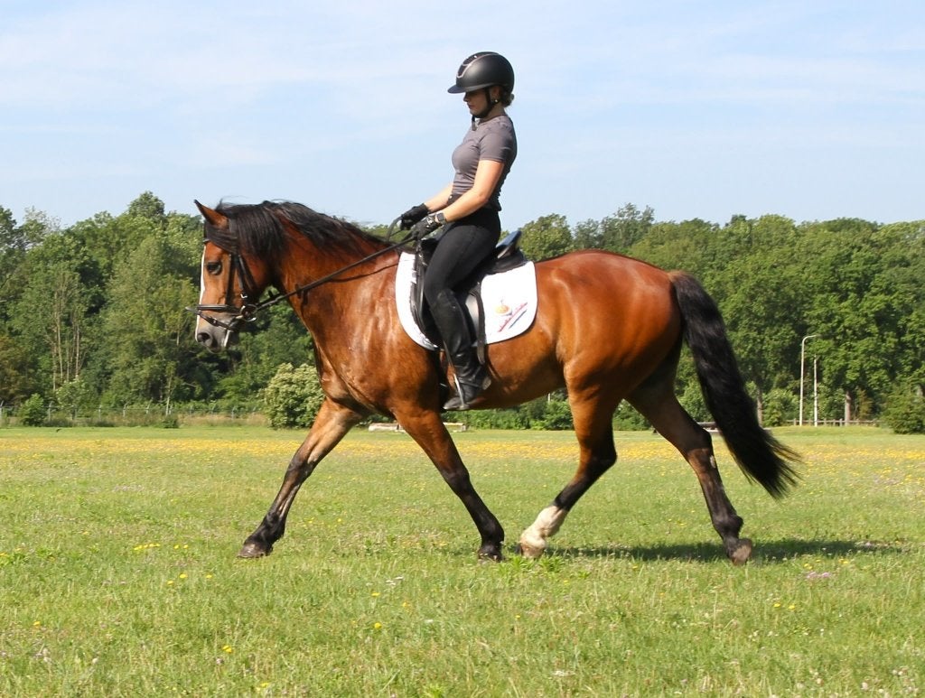 Mooie D-pony te koop, Dieren en Toebehoren, Ruin, Dressuurpony, M, 11 jaar of ouder