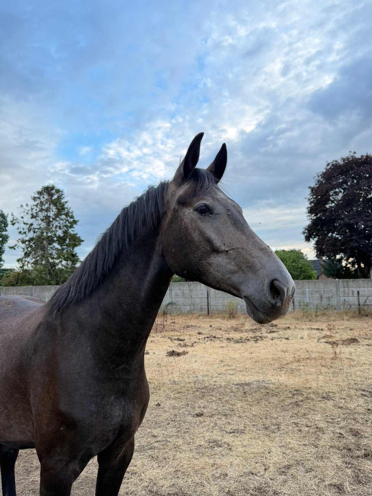Springgefokte 4 jarige ruin, Dieren en Toebehoren, Paarden, Springpaard, Met stamboom, Ruin, 3 tot 6 jaar