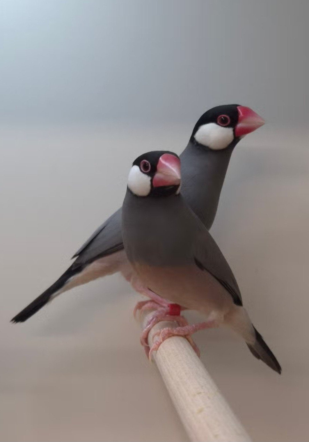 koppel rijstvogels, geringd uit buitenvoliere, Dieren en Toebehoren, Vogels | Overige Vogels, Geringd