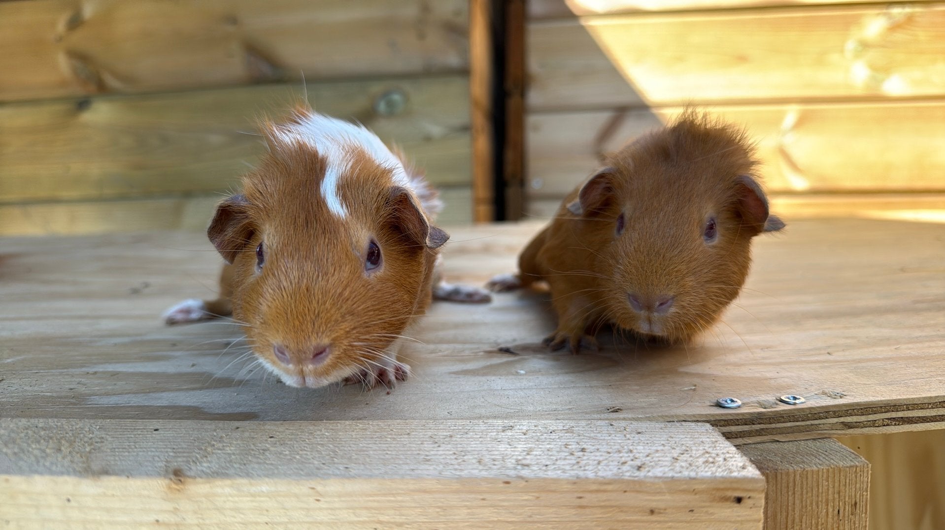2 cavia zeugjes, Dieren en Toebehoren, Knaagdieren, Cavia, April, Vrouwelijk, Tam