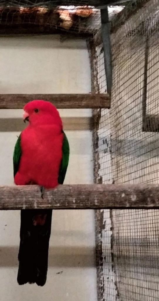 Split geel australische koningsparkiet, Dieren en Toebehoren