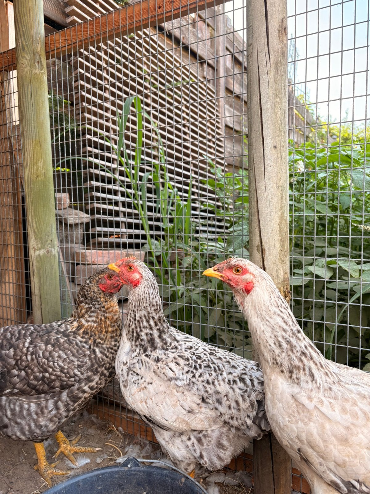 3 mooie kippen te koop!, Femelle, Poule ou poulet