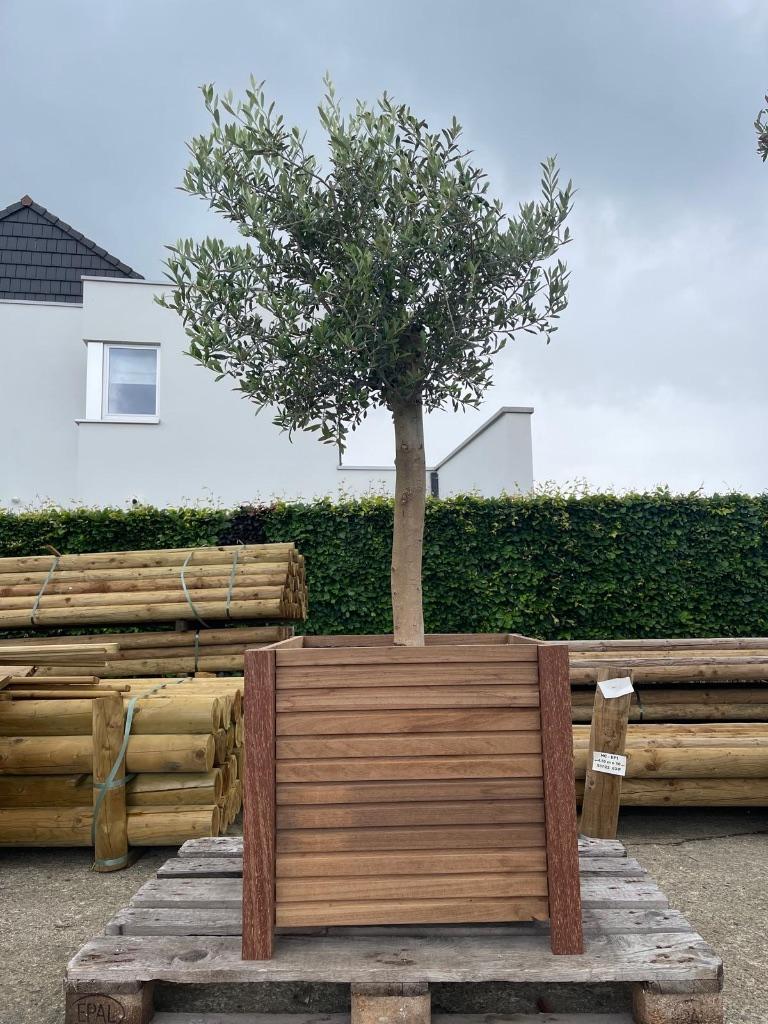 Bloembak thermowood Ayous, Ophalen, Vierkant, Nieuw, 60 tot 100 cm