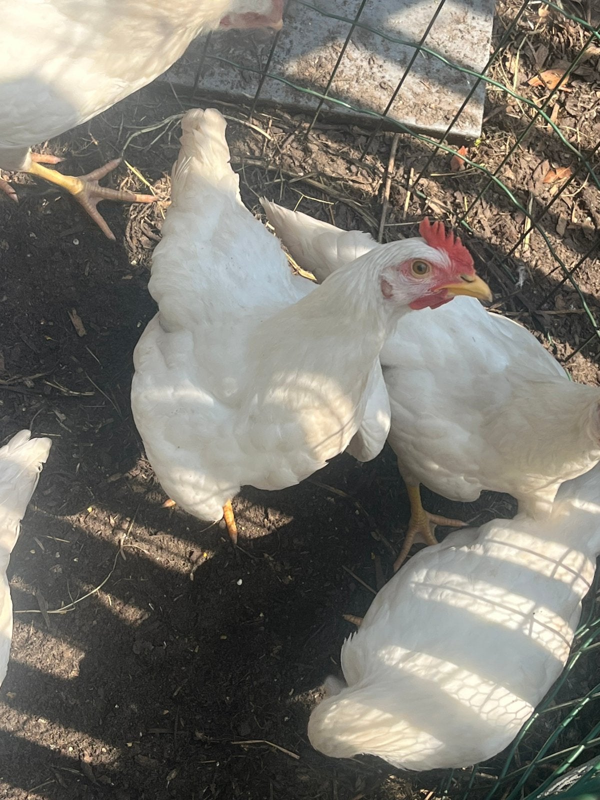 2 witte hanen, Dieren en Toebehoren
