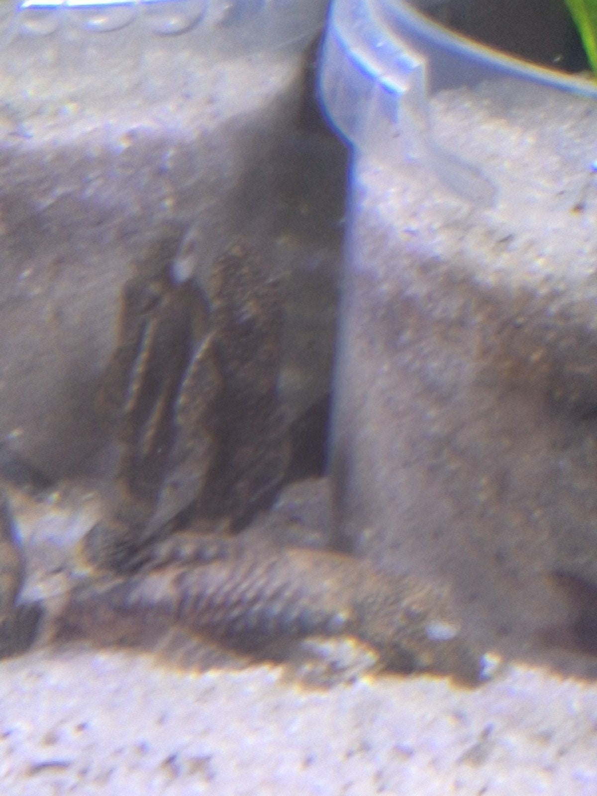 2 vrouwelijke ancistrussen, Poisson, Poisson d'eau douce