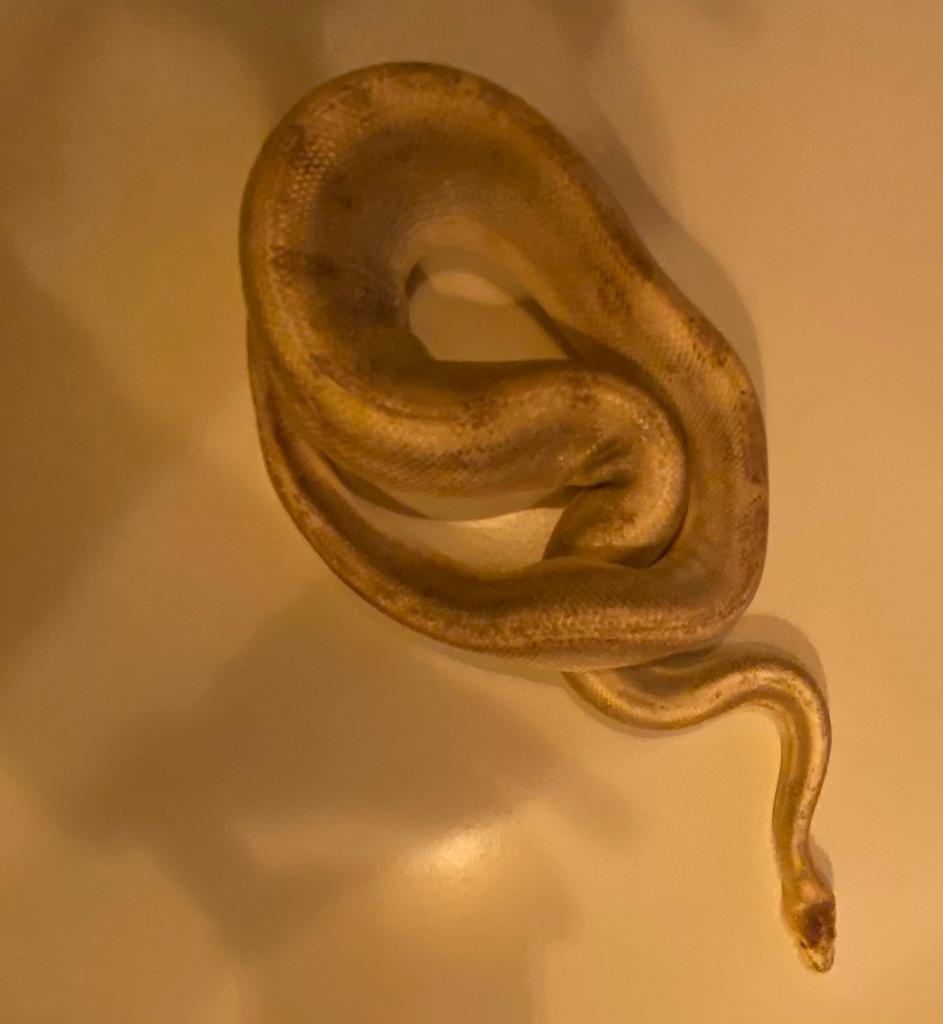 Ball Python – Man, Dieren en Toebehoren, Reptielen en Amfibieën, Slang, 7 tot 10 jaar