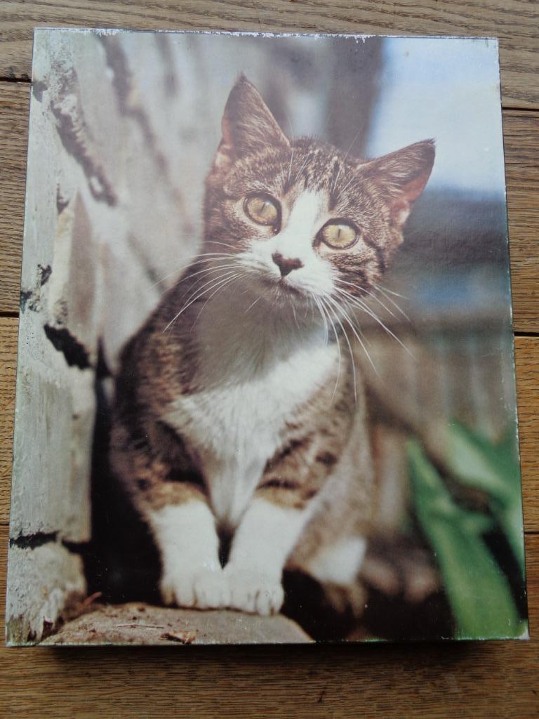 Puzzle, Enlèvement ou Envoi, Plus de 50 pièces, Utilisé