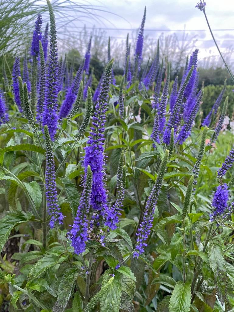 Veronica longifolia 'Blauriesin', Vaste Plant, Tuin en Terras, Planten | Tuinplanten, Vaste plant, Ophalen