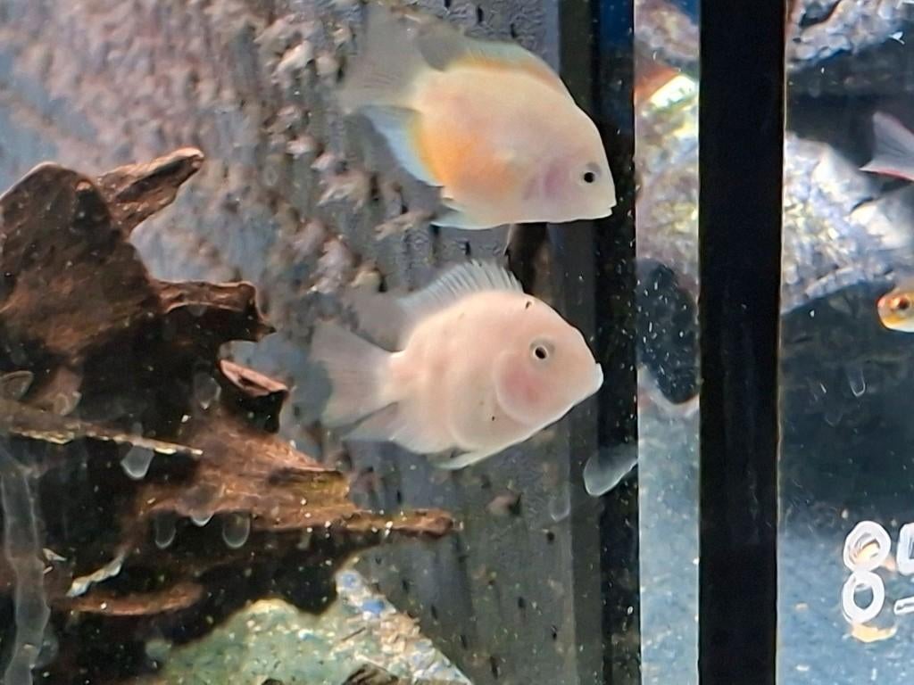 Amatitlania nigrofasciata var platinum (poolwitte) cichliden, Dieren en Toebehoren, Vis, Zoetwatervis