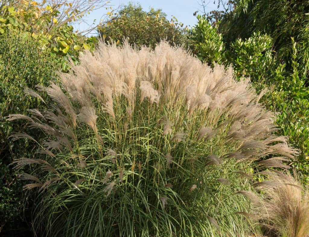 Miscanthus - Prachtriet, Jardin & Terrasse, Automne, Plein soleil, Enlèvement, Graminées ornementales