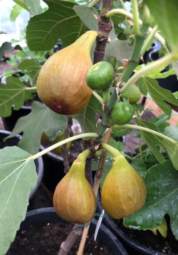 Prachtige VIJGENPLANTEN "GOUTTE D'OR", 1,25/+ Meter, 15€/st, Tuin en Terras, Volle zon, Vaste plant, Ophalen of Verzenden, Fruitplanten