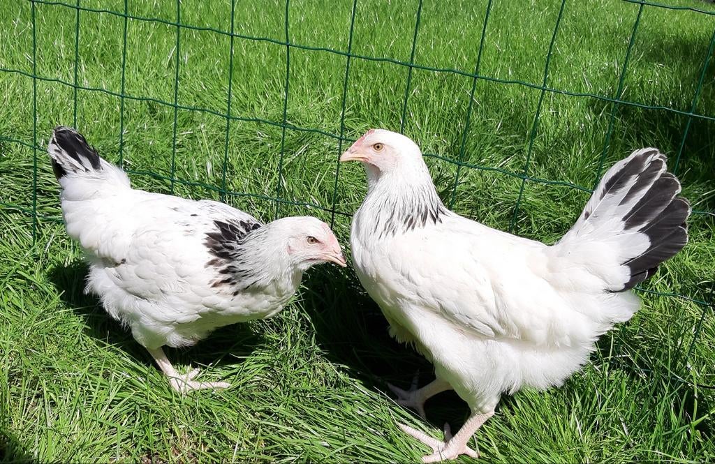 Kippen jonge sussex hennen beschikbaar, Dieren en Toebehoren, Pluimvee, Vrouwelijk, Kip
