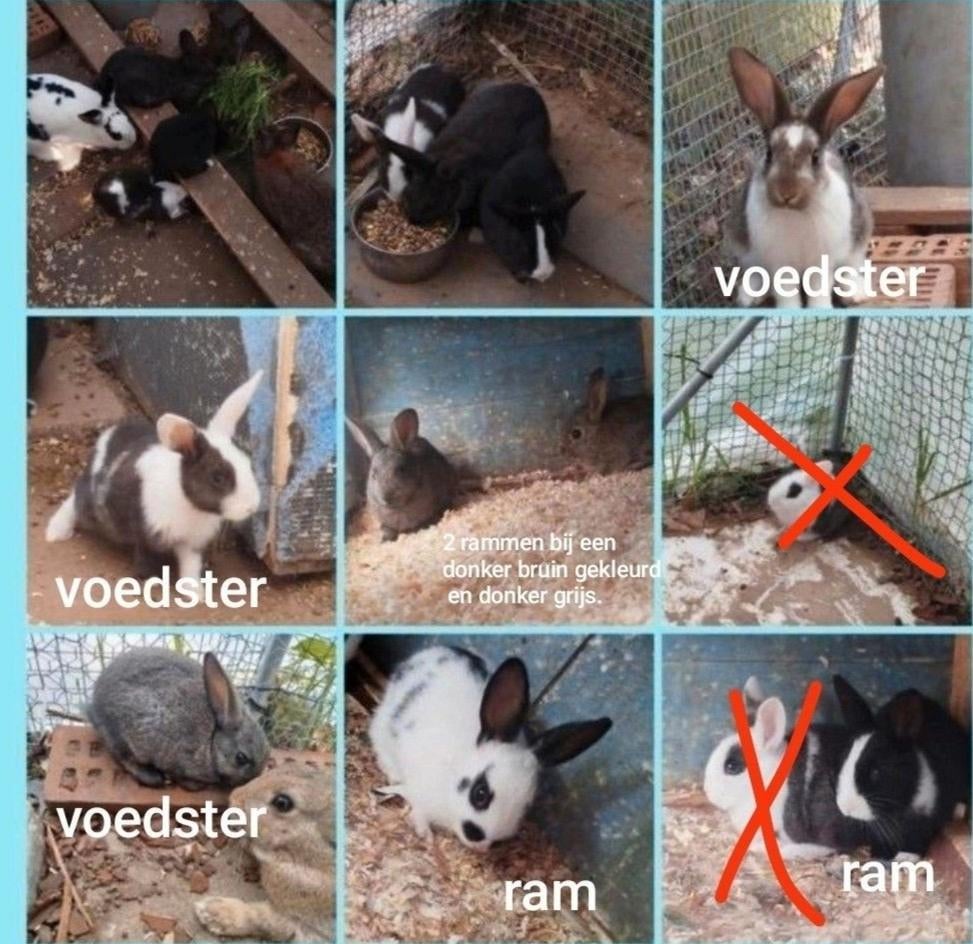 Middelgrote konijnen kruising Franse hangoor en wild konijn