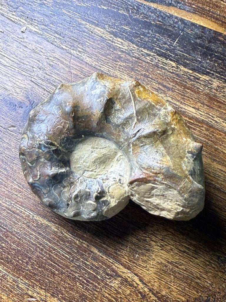 Ammoniet Ceratites Spinosus, Ophalen of Verzenden, Fossiel