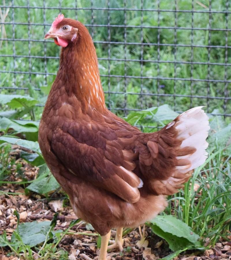 Legkippen jonge hennen ruime keuze beschikbaar, Dieren en Toebehoren, Pluimvee, Vrouwelijk, Kip