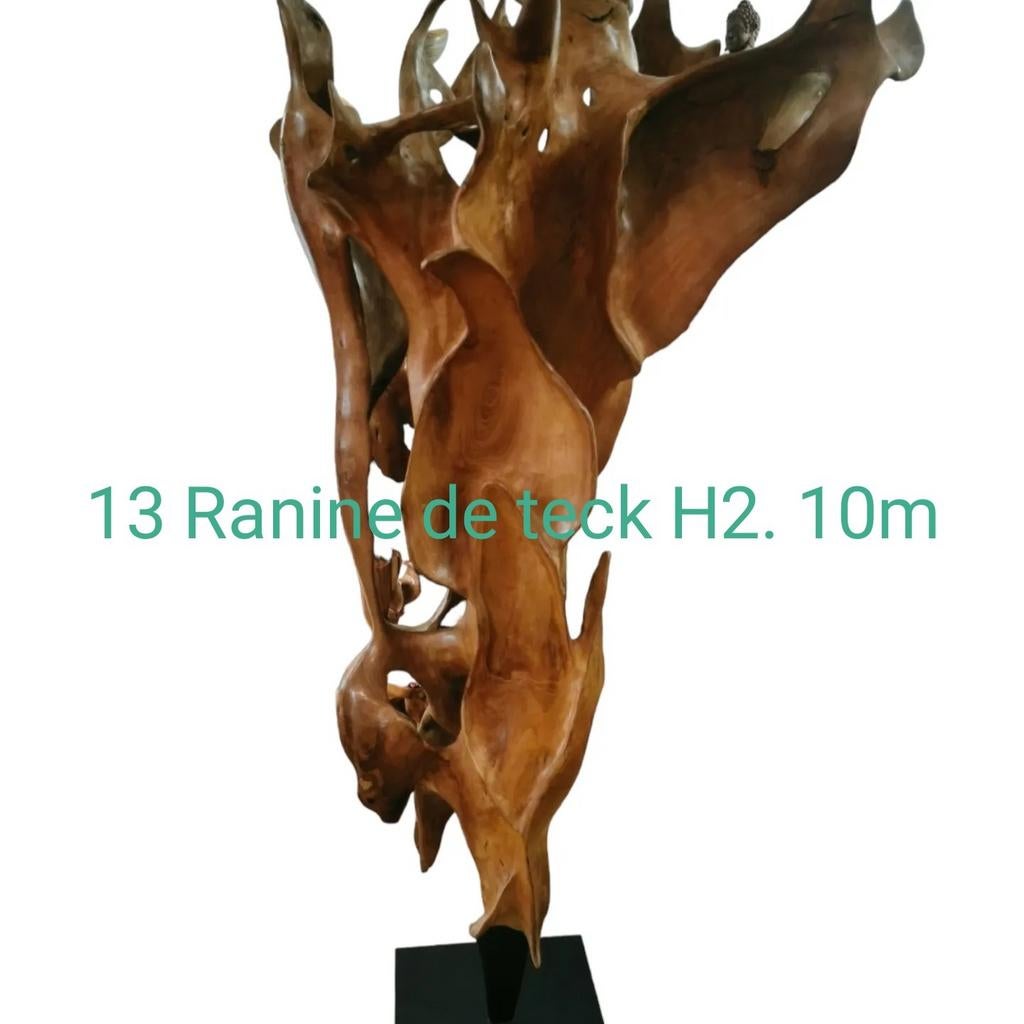 Racine de teck