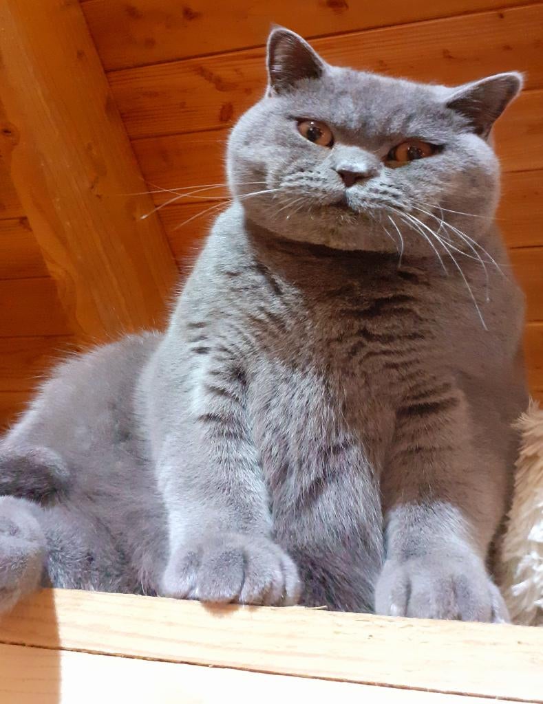 Brits korthaar dekkater. (Niet te koop), Dieren en Toebehoren, 3 tot 5 jaar