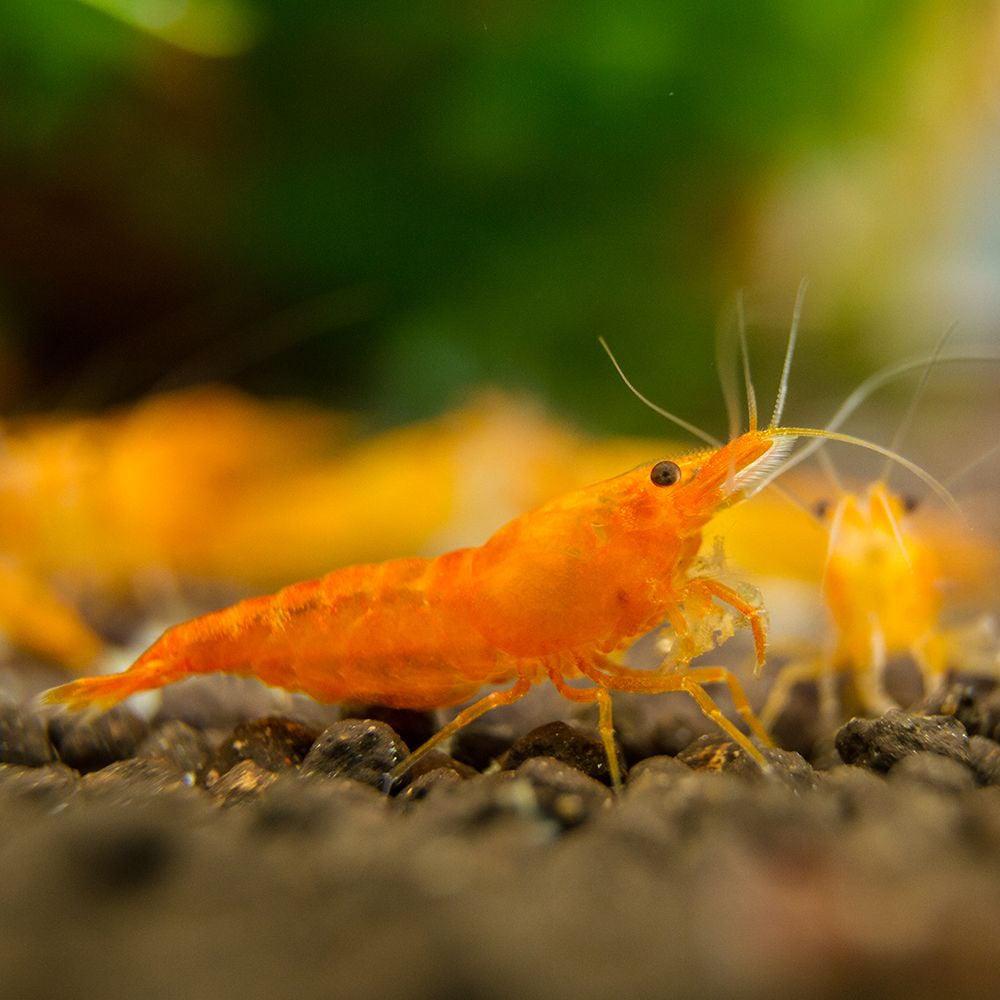Orange sakura garnalen, Kreeft, Krab of Garnaal, Zoetwatervis, Schoolvis