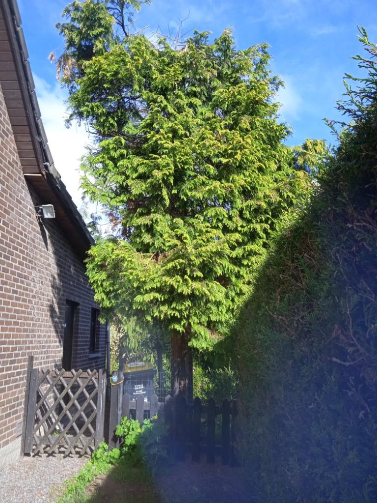 2sapins à couper et,reprendre le bois gratuitement, Jardin & Terrasse, Bois de chauffage, 3 à 6 m³, Enlèvement, Autres essences de bois