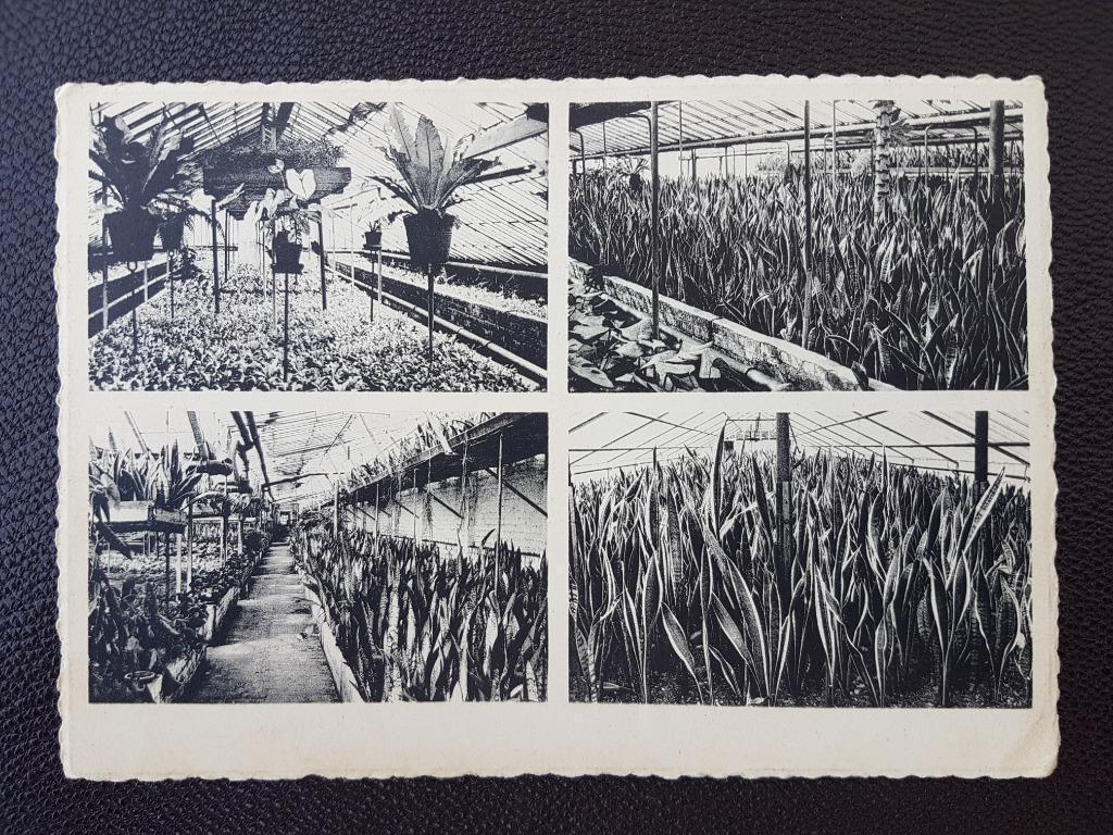 Postkaart Evergem - lez- Gand Gent Horticole Steyaert Evrard, Enlèvement ou Envoi, 1940 à 1960, Non affranchie, Flandre Orientale