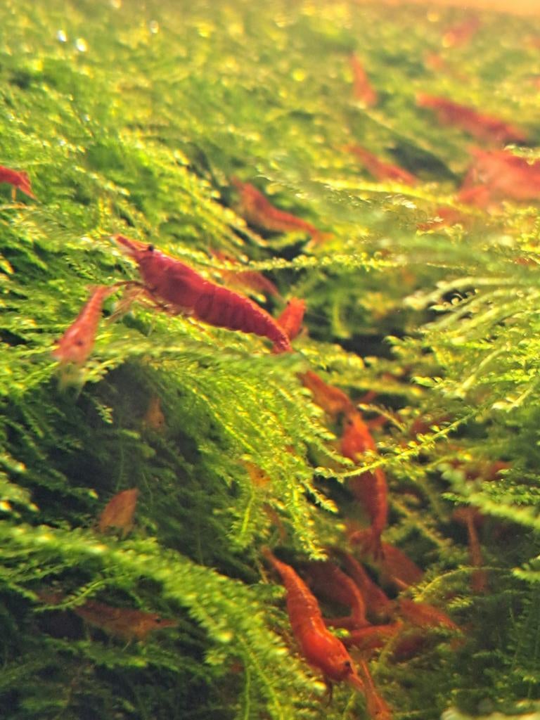 Vuurgarnalen, Dieren en Toebehoren, Vissen | Aquariumvissen