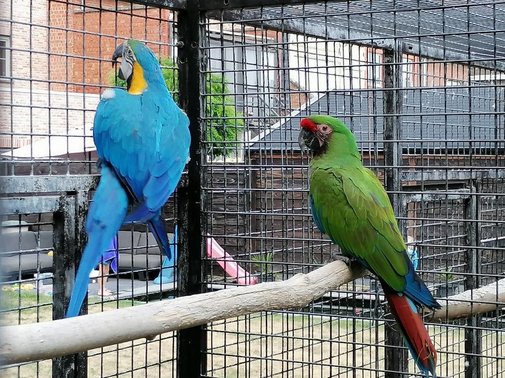 Kweekrijp koppel Ara ararauna x Ara militaris, Dieren en Toebehoren, Vogels | Parkieten en Papegaaien, Meerdere dieren, Papegaai