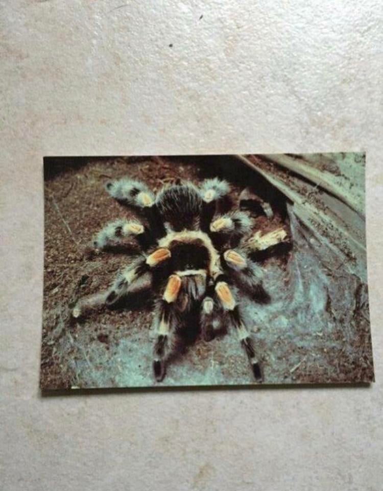 Postkaart Vogelspin, Verzamelen, Postkaarten | Dieren, Ophalen of Verzenden, 1980 tot heden, Ongelopen, Wild dier