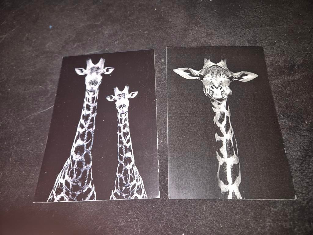 Zwart wit kaarten giraffe, Verzamelen, Verzenden