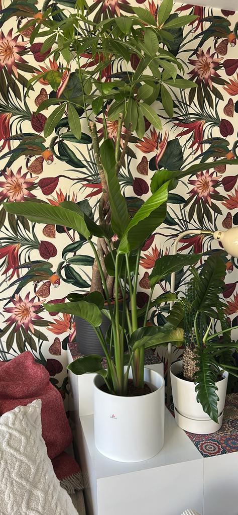 Strelitzia, Enlèvement