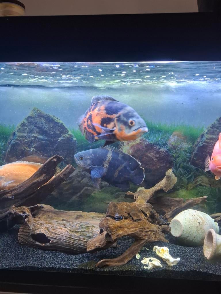 Cichlides americains, Animaux & Accessoires, Poissons | Aquariums & Accessoires, Enlèvement