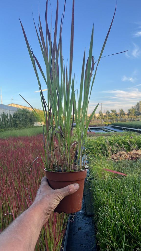 Imperata cylindrica 'Red Baron', Siergras, Ophalen, Zomer, Siergrassen
