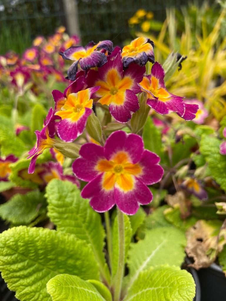 Primula’s doorlevend, Autres espèces, Printemps, Plein soleil, Enlèvement