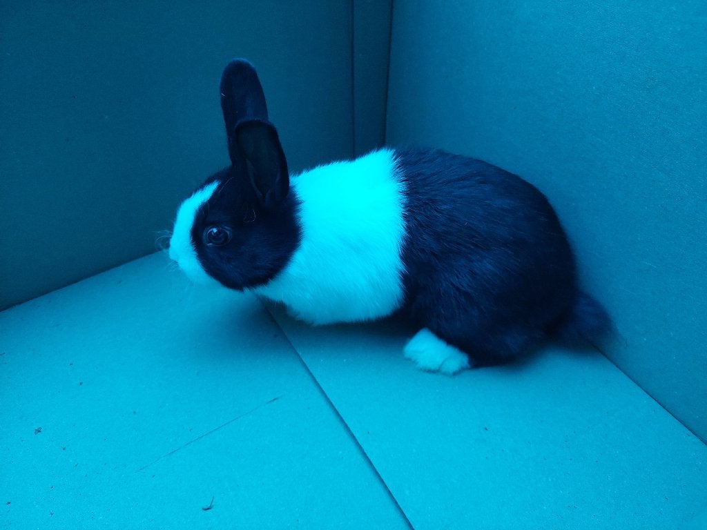 konijnen, Enlèvement, Lapin