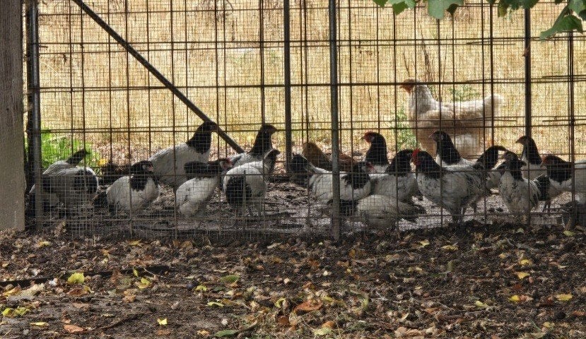 lakenvelder kippen, Dieren en Toebehoren, Pluimvee