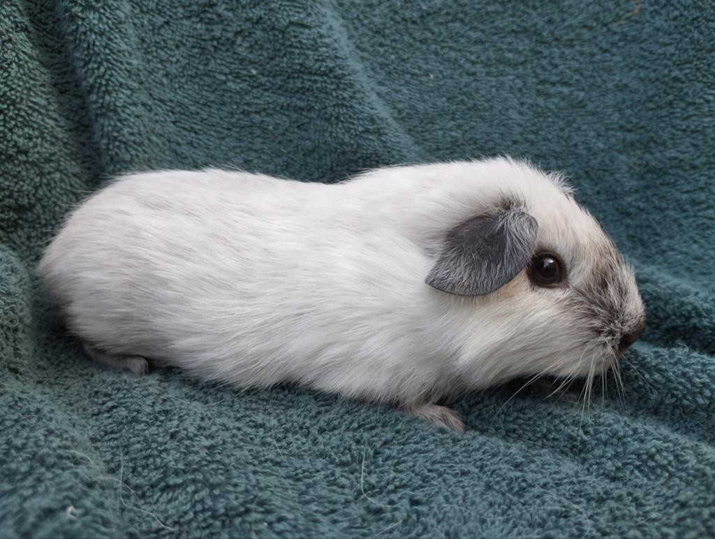 Cavia beertjes te koop, Dieren en Toebehoren, Knaagdieren, April, Mannelijk, Cavia