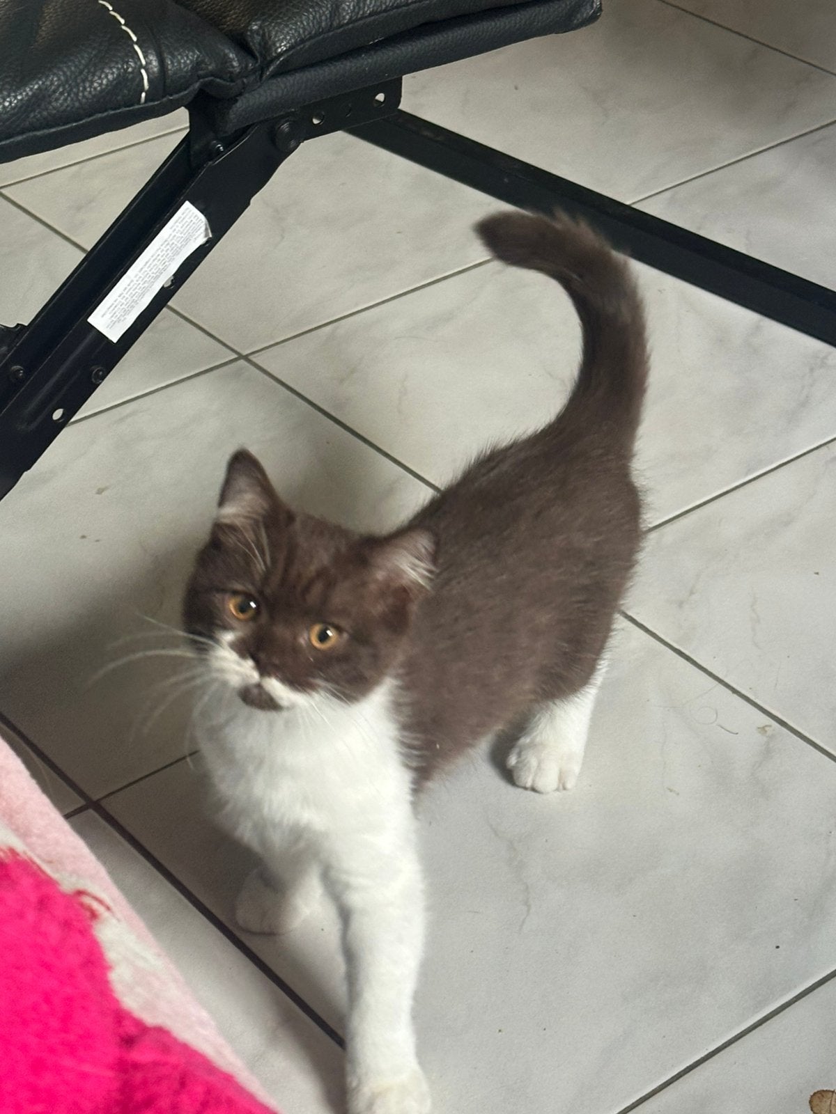 Britse korthaar kitten, Dieren en Toebehoren, Meerdere dieren, Gechipt, 0 tot 2 jaar