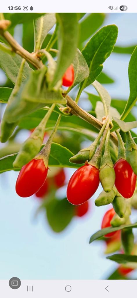 goji bes plant, Tuin en Terras, Bloembollen en Zaden, Ophalen