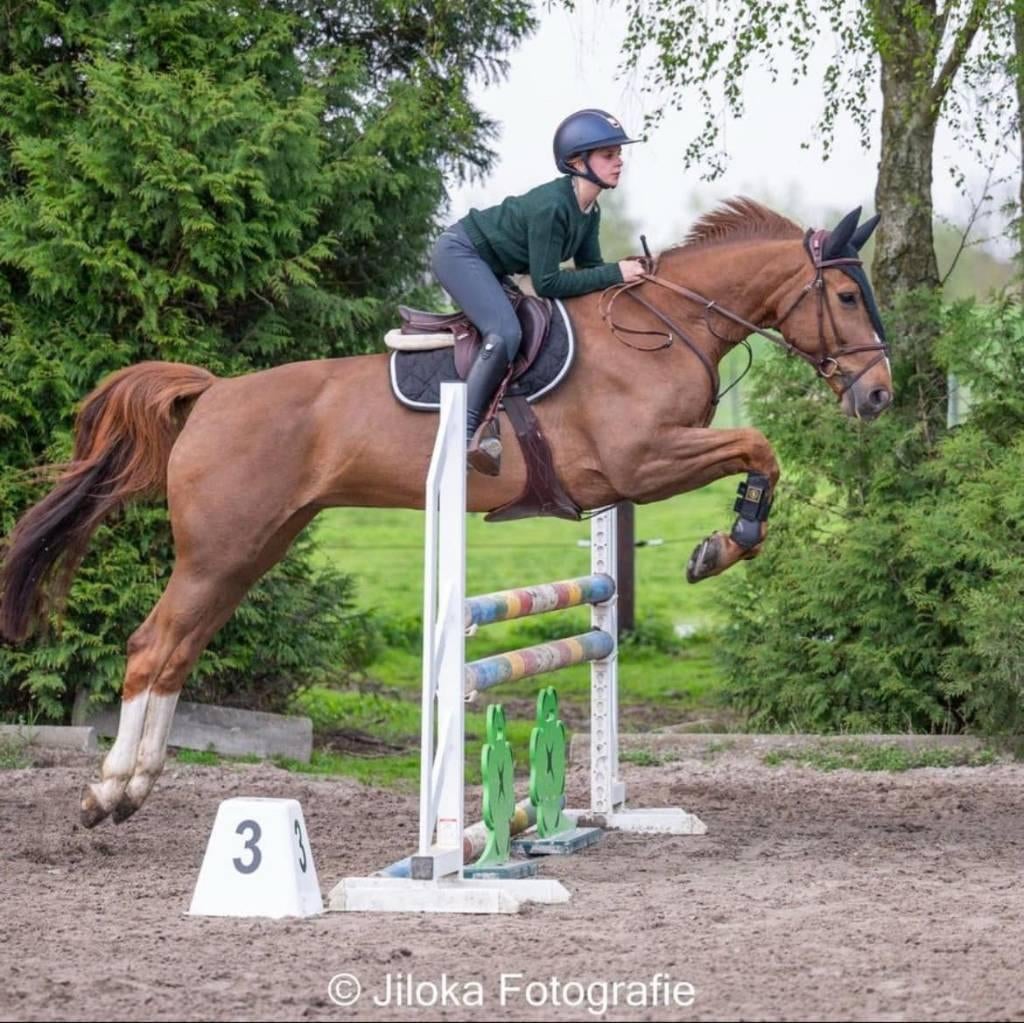 Ruiter-Trainer-Lesgever aangeboden (VTS gediplomeerd), B