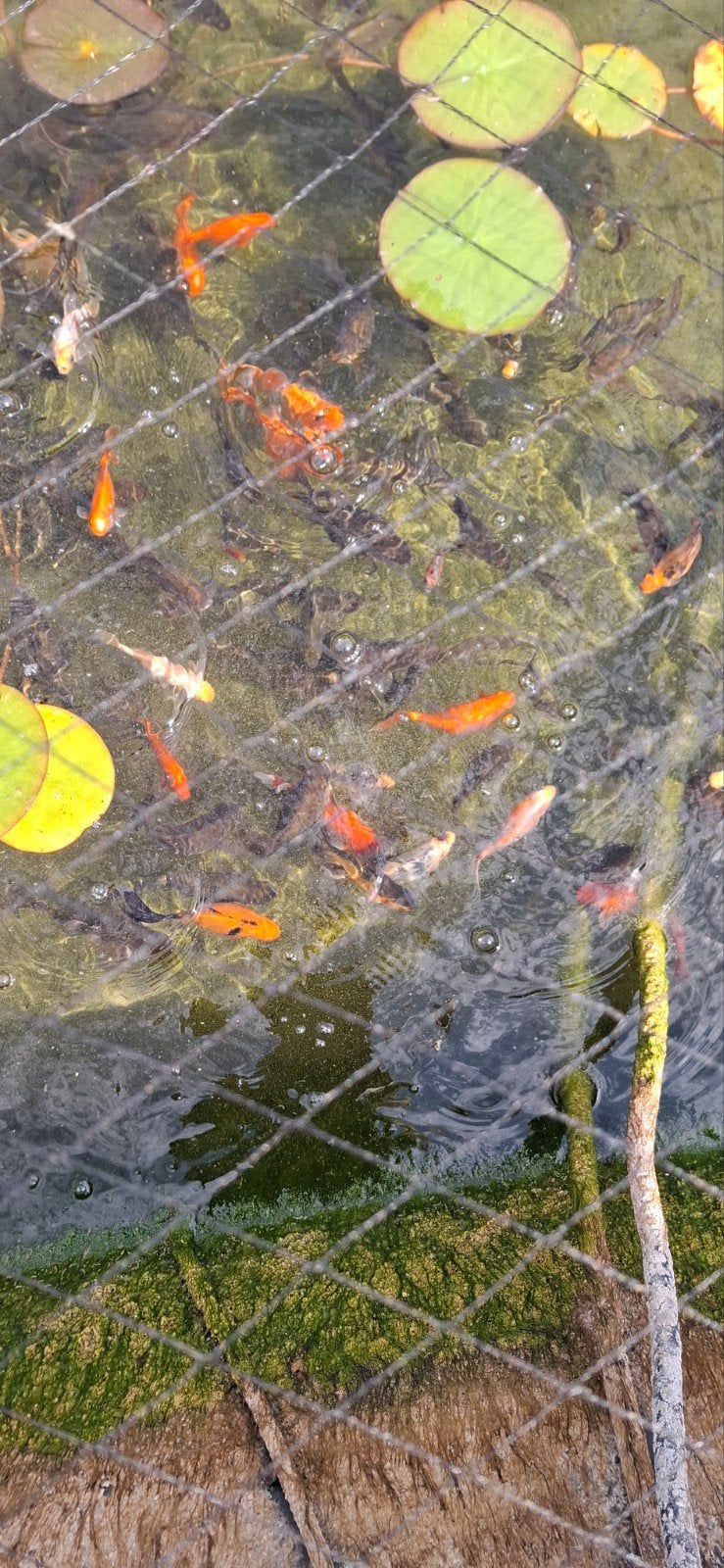 poissons gratuit, Enlèvement