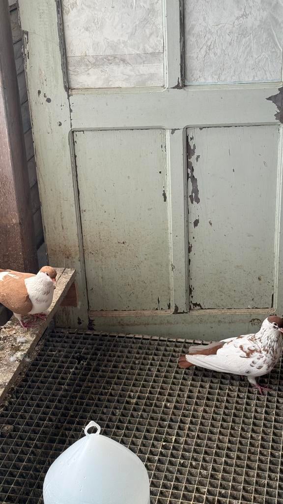 Afghan dvuiven, Dieren en Toebehoren