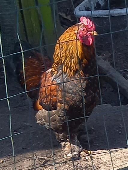 Brahma kriel haan, patrijs, Mannelijk, Kip
