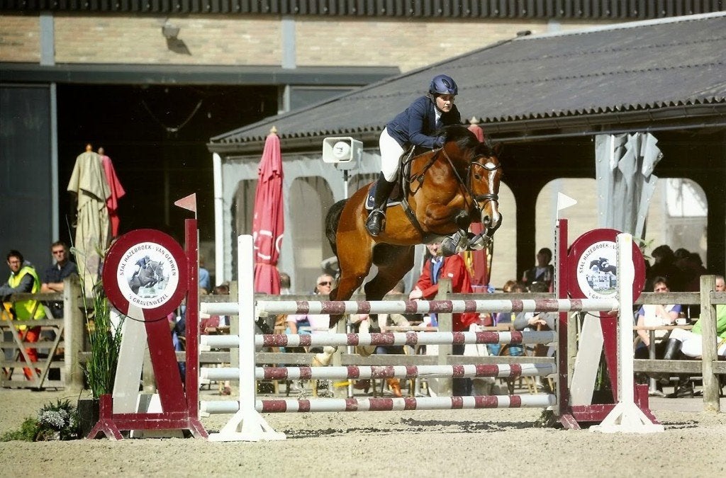 Jaarling springgefokte merrie gezocht, Dieren en Toebehoren, Paarden, Merrie, Springpaard, Met stamboom, 0 tot 2 jaar