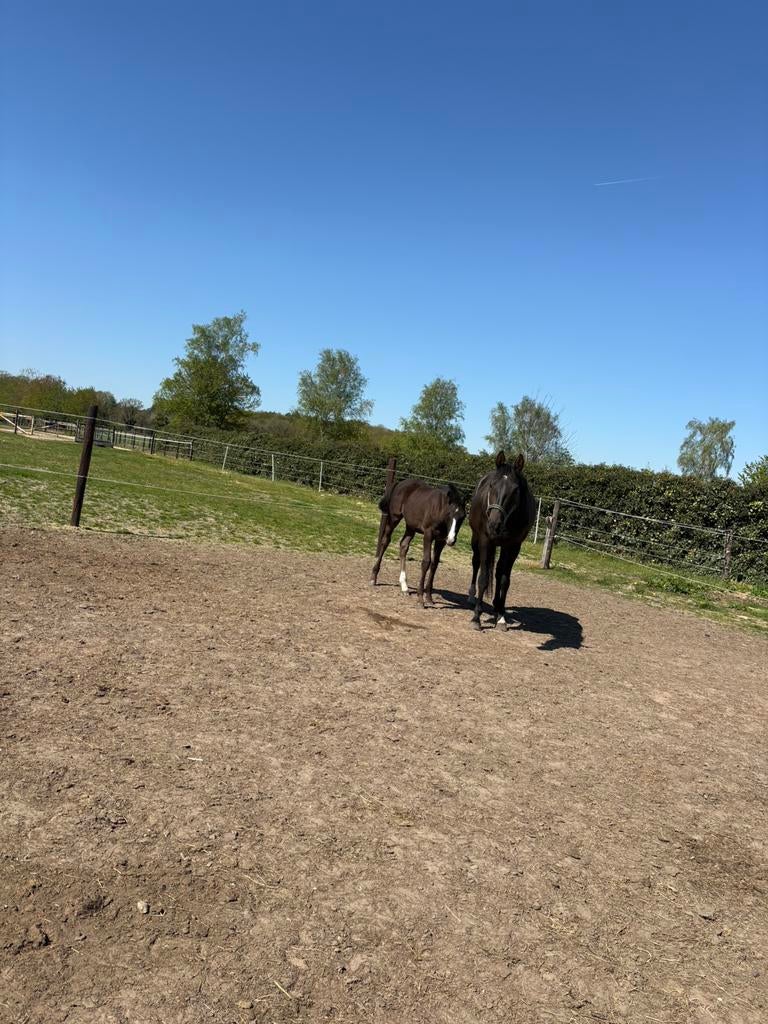 11 jarige dressuur merrie, Jument