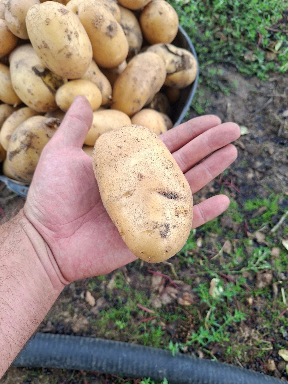biologische aardappelen te koop, Articles professionnels, Agriculture | Pommes de terre, Légumes, Fruits & Viande, Enlèvement