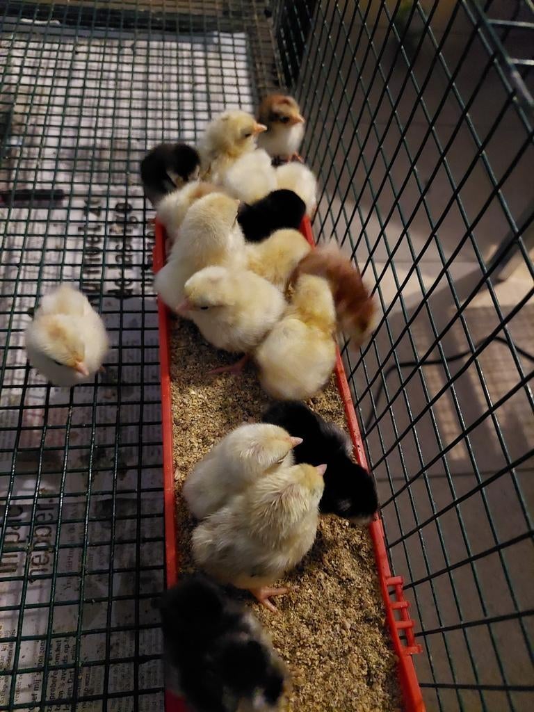 Serama kuikens, Dieren en Toebehoren, Geslacht onbekend, Kip